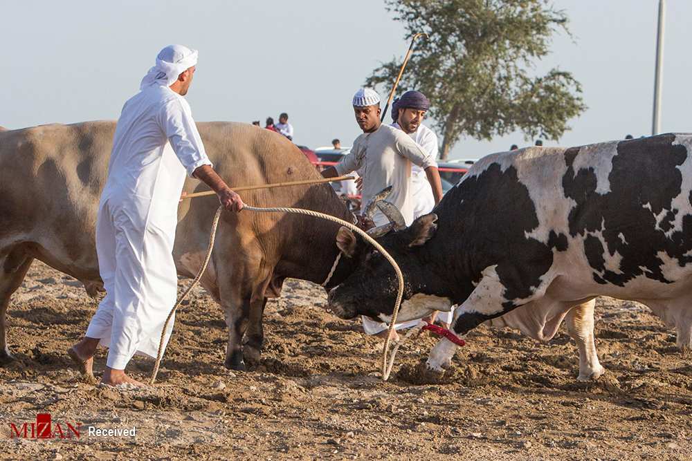 اخبار,اخبارگوناگون,گاوبازی درامارات