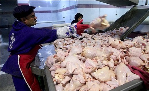 اخبار اقتصادی ,خبرهای اقتصادی ,مرغ اخبار اقتصادی ,خبرهای اقتصادی ,مرغ