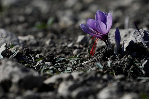 اخبار اقتصادی ,خبرهای اقتصادی ,زعفران اخبار اقتصادی ,خبرهای اقتصادی ,زعفران