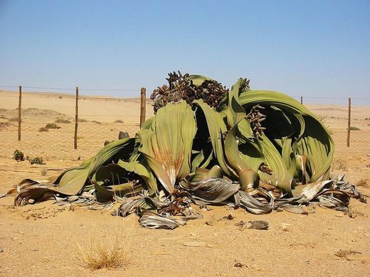 اخبار,اخبارگوناگون,عجیب‌ترین گل‌های موجود در جهان