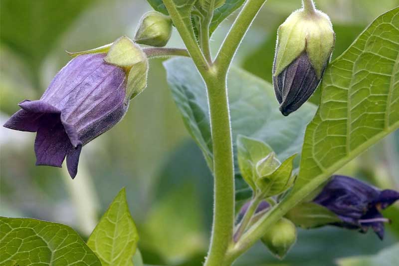 اخبار,اخبارگوناگون,عجیب‌ترین گل‌های موجود در جهان