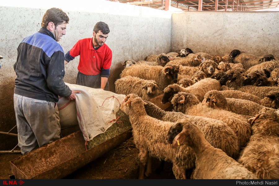 اخبار,عکس خبری, گوسفندان رومانیایی در تهران