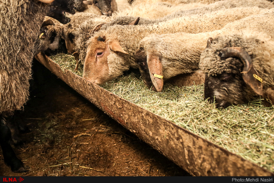 اخبار,عکس خبری, گوسفندان رومانیایی در تهران