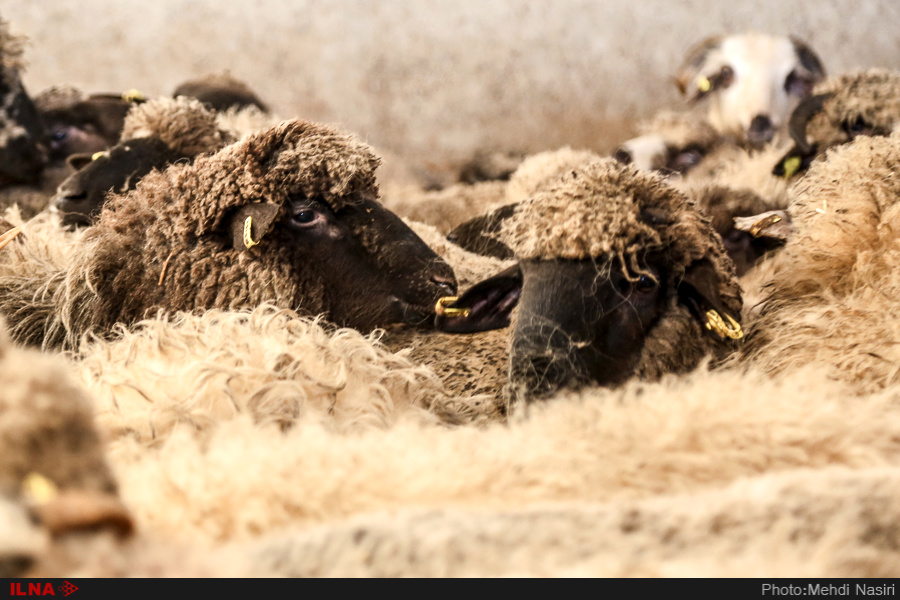 اخبار,عکس خبری, گوسفندان رومانیایی در تهران