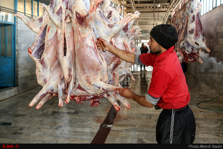 اخبار,عکس خبری, گوسفندان رومانیایی در تهران