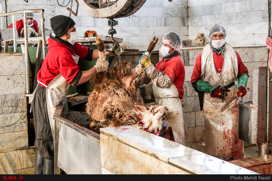 اخبار,عکس خبری, گوسفندان رومانیایی در تهران