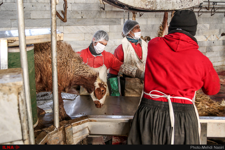 اخبار,عکس خبری, گوسفندان رومانیایی در تهران