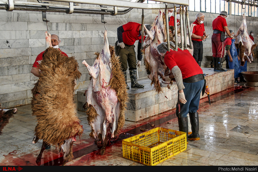 اخبار,عکس خبری, گوسفندان رومانیایی در تهران