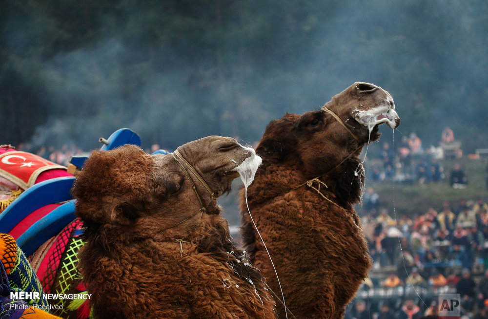 اخبار,اخبارگوناگون, جشنواره مبارزه شترها در ترکی