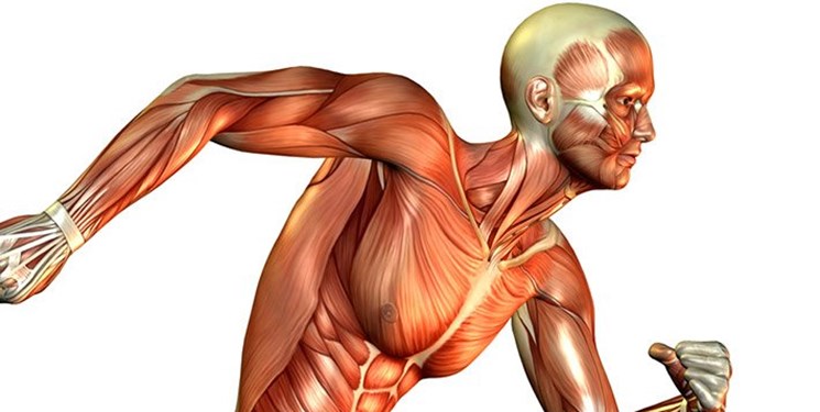 اخبار علمی,خبرهای علمی , ماهیچهها اخبار علمی ,خبرهای علمی, ماهیچهها