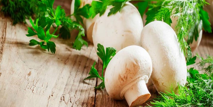 اخبار پزشکی ,خبرهای پزشکی ,قارچ اخبار پزشکی ,خبرهای پزشکی,قارچ