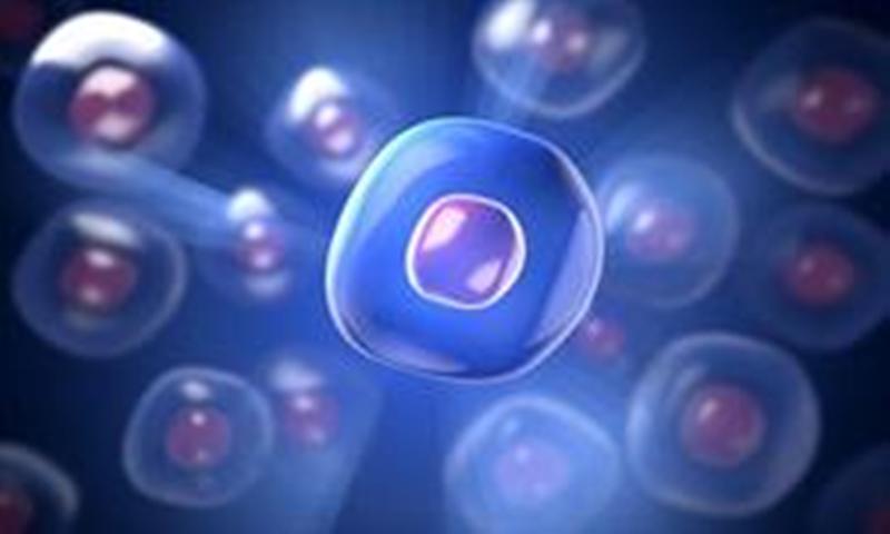 اخبار پزشکی ,خبرهای پزشکی ,سلولهای بنیادی اخبار پزشکی ,خبرهای پزشکی,سلولهای بنیادی