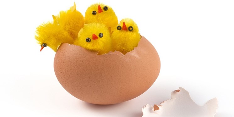 اخبار علمی,خبرهای علمی ,مرغها اخبار علمی ,خبرهای علمی,مرغها