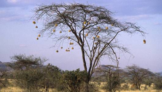 اخبار,اخبار گوناگون,لانه پرندگان