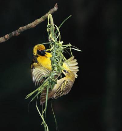 اخبار,اخبار گوناگون,لانه پرندگان