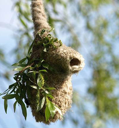 اخبار,اخبار گوناگون,لانه پرندگان