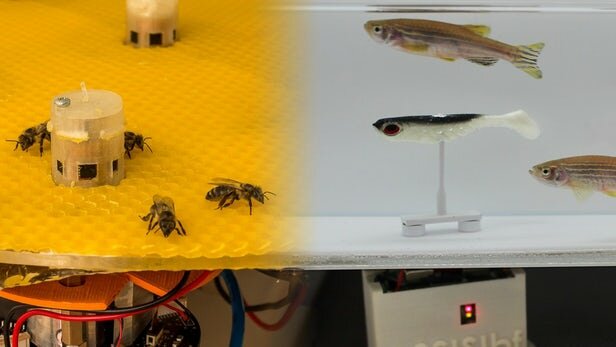 اخبار,اخبار علمی,ماهی‌ها و زنبورها
