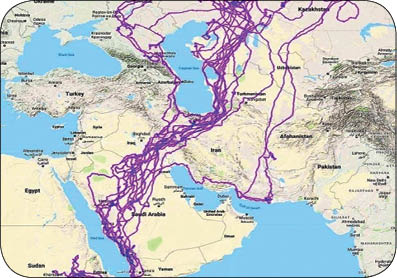 اخبار,اخبارگوناگون, 20 سال ردیابی یک عقاب