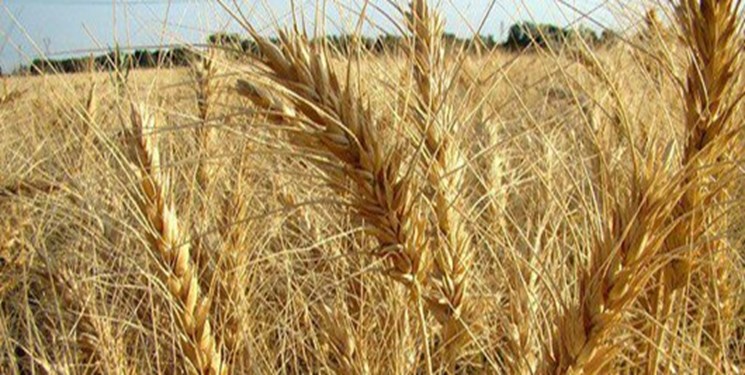 اخبار علمی,خبرهای علمی , قارچ زدن گندم اخبار علمی ,خبرهای علمی, قارچ زدن گندم