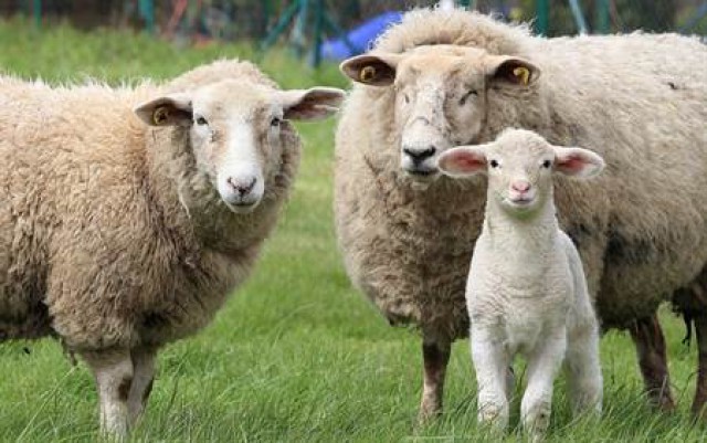 اخبار اقتصادی ,خبرهای اقتصادی ,حیوان اهلی اخبار اقتصادی ,خبرهای اقتصادی ,حیوان اهلی