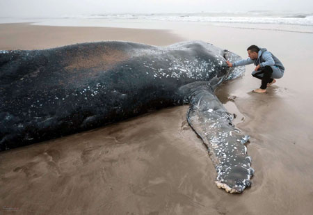 عکسهای جالب,عکسهای جذاب, نهنگ غول پیکر 