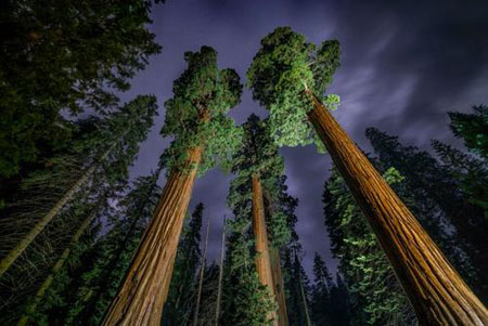 عکسهای جالب,عکسهای جذاب, جنگل‌های کالیفرنیا