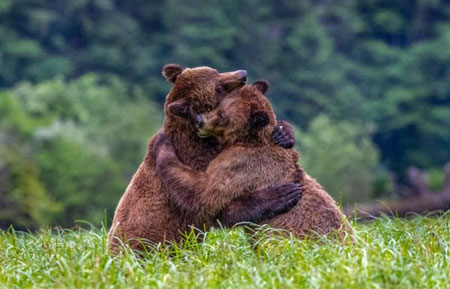 عکسهای جالب,عکسهای جذاب ,زورآزمایی دو خرس 