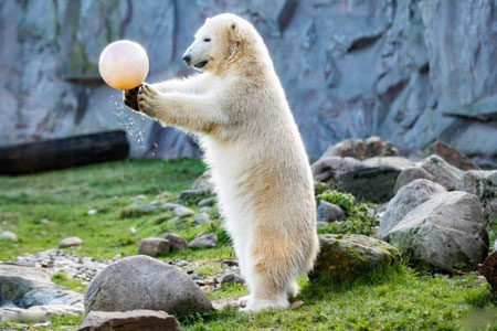 عکسهای جالب,عکسهای جذاب, تولد یک خرس قطبی 