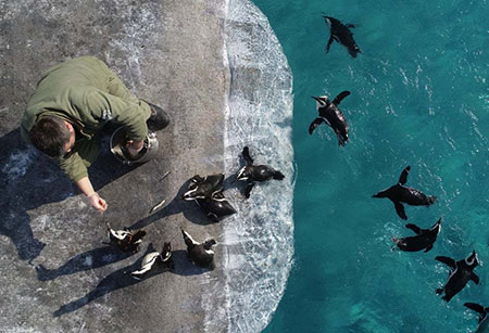 عکسهای جالب,عکسهای جذاب,پنگوئن ها 