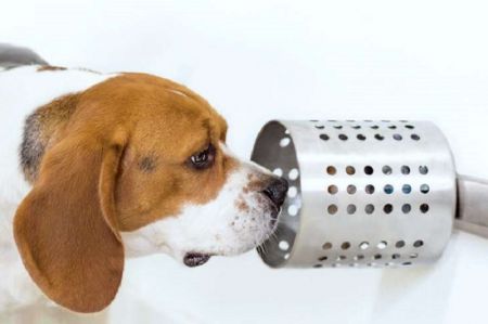 اخبار,اخبار پزشکی,بو کشیدن سرطان توسط سگ