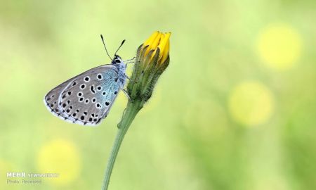 اخبار,اخبار گوناگون,سرشماری پروانه ها در انگلیس