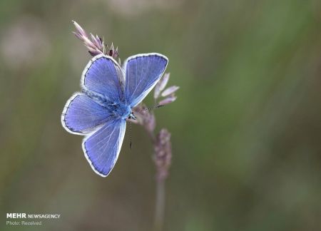 اخبار,اخبار گوناگون,سرشماری پروانه ها در انگلیس