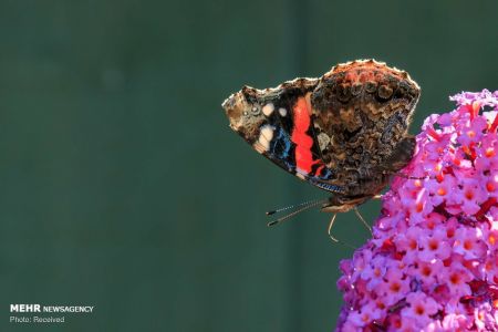 اخبار,اخبار گوناگون,سرشماری پروانه ها در انگلیس