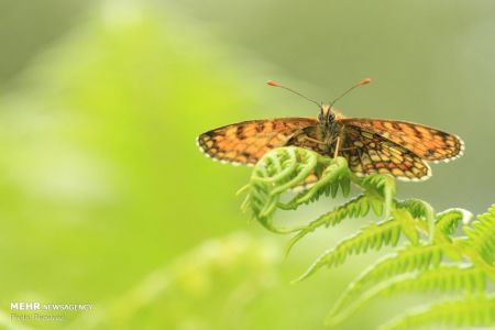 اخبار,اخبار گوناگون,سرشماری پروانه ها در انگلیس