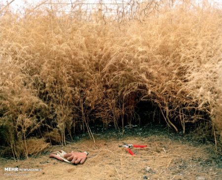 اخبار,اخبار گوناگون,برندگان مسابقه عکاسی سونی