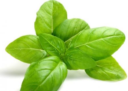 اخبار علمی,خبرهای علمی , طعم ریحان اخبار علمی ,خبرهای علمی, طعم ریحان