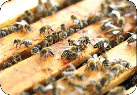  اخبارگوناگون,خبرهای گوناگون , نگهداری از زنبور