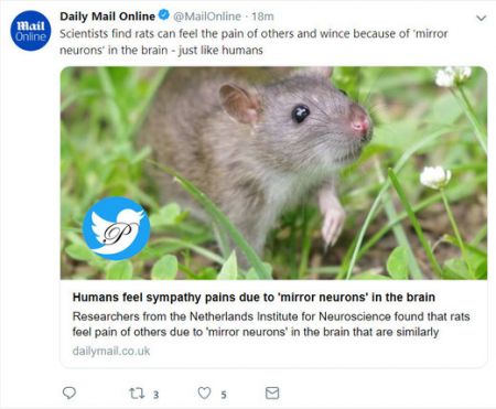  اخبار علمی ,خبرهای علمی,موش‌ها