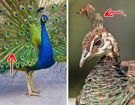 اخبارگوناگون,خبرهای گوناگون ,حیوانات اخبارگوناگون,خبرهای گوناگون ,حیوانات