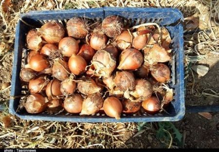 پیاز از دلار بالاتر رفت؛ نرخ امروز: ۱۵ هزار تومان!