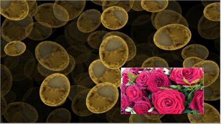 اخبار علمی,خبرهای علمی ,عطر گل رز اخبار علمی ,خبرهای علمی,عطر گل رز