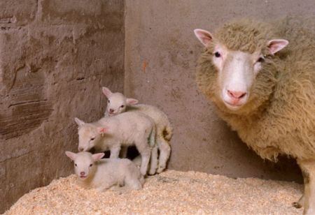  اخبارگوناگون,خبرهای گوناگون ,حیوان شبیه سازی شده