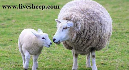 خرید گوسفند زنده خرید گوسفند زنده,نحوه خرید گوسفند زنده,خرید گوسفند در تهران
