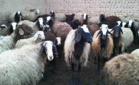 اخبار,اخبار اقتصادی