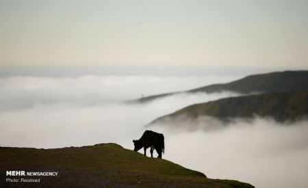 تصاویر انعکاس,انسان ها و گاوها‎