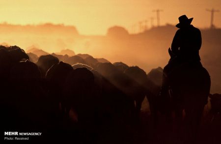 تصاویر انعکاس,انسان ها و گاوها‎