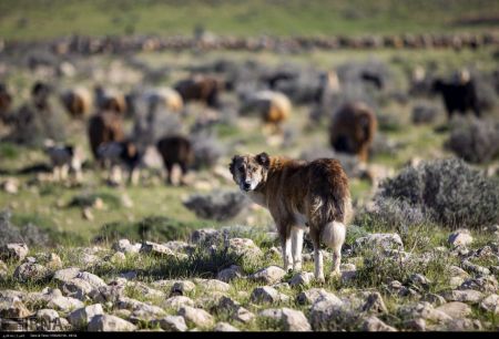 اخبار,عکس خبری,کوچ بهاره عشایر فارس