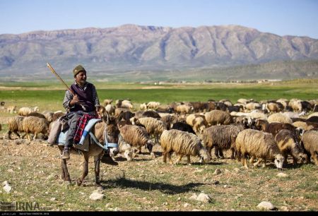 اخبار,عکس خبری,کوچ بهاره عشایر فارس