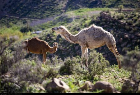 اخبار,عکس خبری,کوچ بهاره عشایر فارس