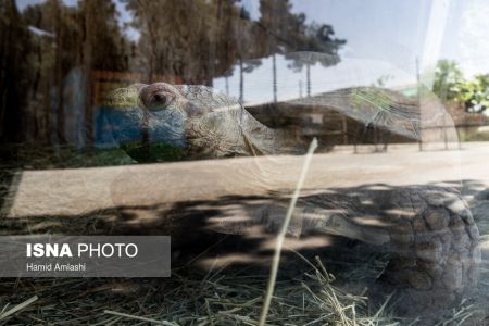 اخبار,انعکاس,باغ وحش تهران